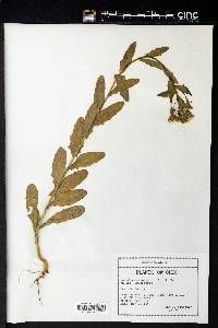 Lepidium campestre image