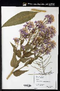 Hesperis matronalis image