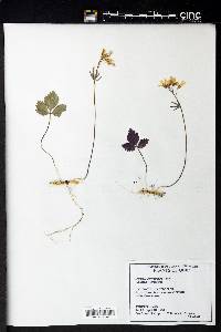 Cardamine angustata image