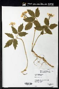 Cardamine diphylla image