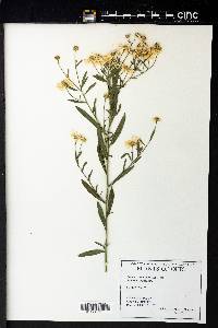 Boltonia asteroides image