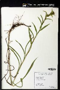 Solidago riddellii image