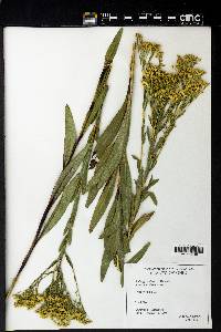 Solidago ohioensis image