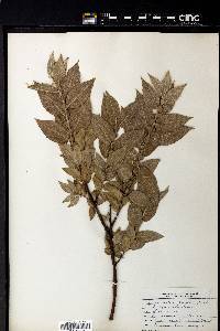 Salix adenophylla image