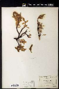 Salix arctica image