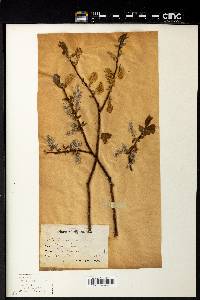 Salix cordata image