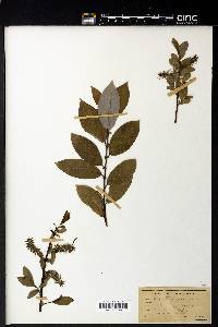 Salix chaenomeloides image