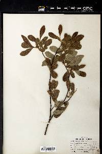 Salix scouleriana image