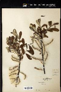 Salix sitchensis image