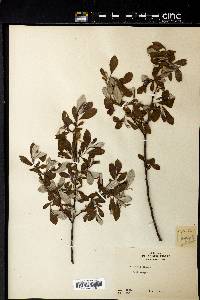 Salix sitchensis image