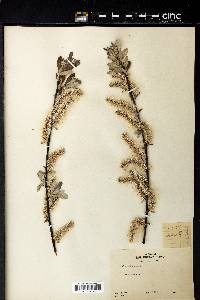 Salix sitchensis image