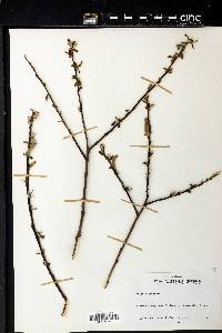 Salix sitchensis image