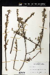 Salix sitchensis image
