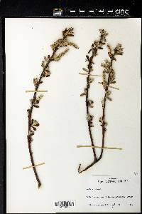 Salix sitchensis image