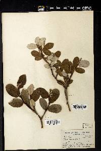 Salix vestita image