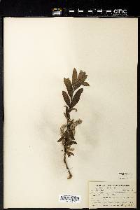 Salix wardii image