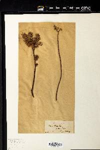 Salix tristis image