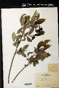 Salix lasiandra image