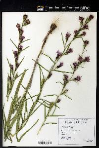 Liatris cylindracea image