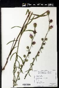 Liatris aspera image