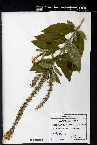 Agastache scrophulariifolia image