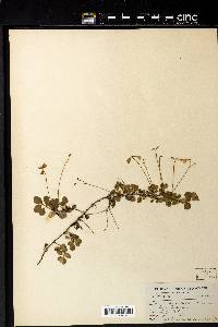 Linnaea borealis subsp. americana image