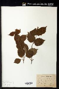 Image Associated With the Occurence