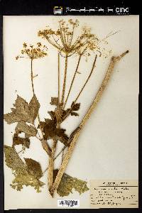 Heracleum maximum image