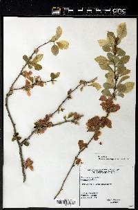 Chaenomeles lagenaria image