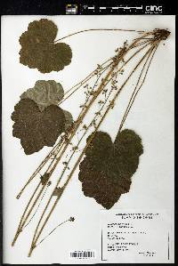 Heuchera americana image