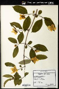 Philadelphus inodorus image