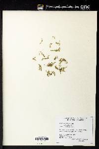 Callitriche terrestris subsp. terrestris image