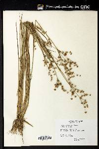 Juncus brachycarpus image