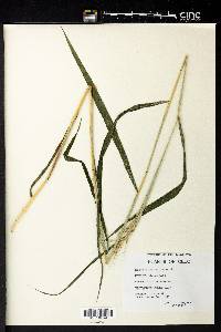 Elymus hystrix image