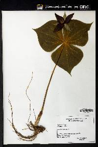 Trillium erectum image