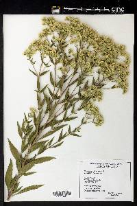 Eupatorium altissimum image