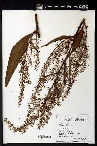 Rumex verticillatus image