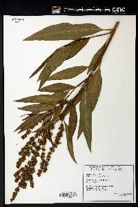 Rumex verticillatus image