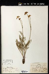 Thaspium trachypleurum image