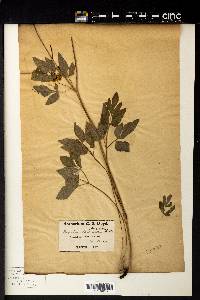 Thaspium trifoliatum image