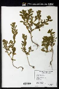 Polygonum erectum image