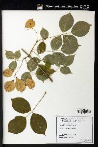 Staphylea trifolia image