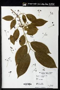 Euonymus atropurpureus image