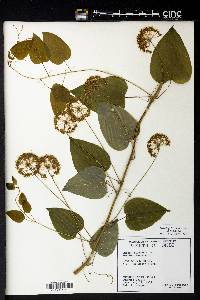 Smilax herbacea image