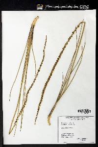 Triglochin maritima image