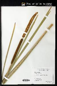 Typha angustifolia image