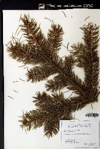 Picea pungens image