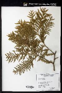 Thuja occidentalis image