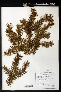 Taxus cuspidata image