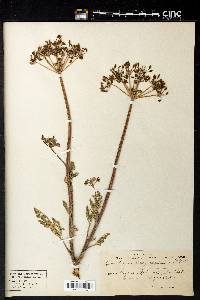 Lomatium dasycarpum image